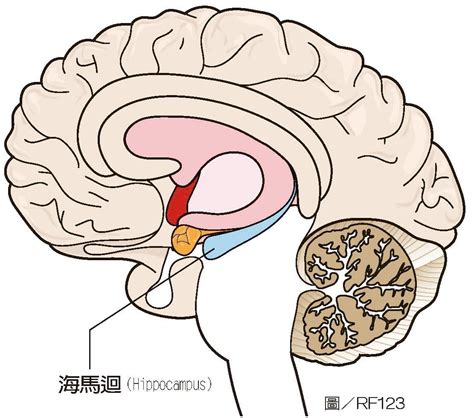 海馬迴再生